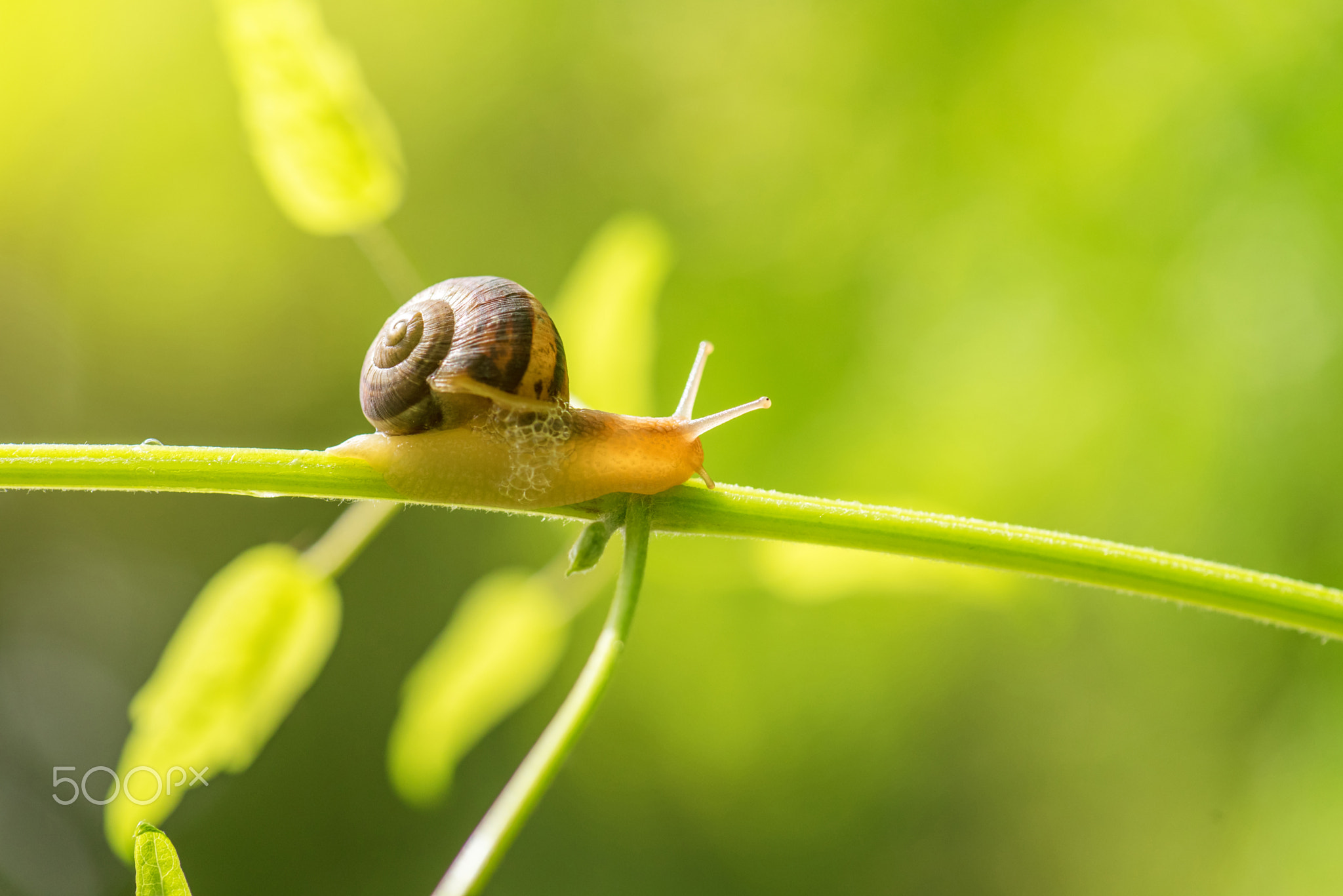 Snail on green stem.