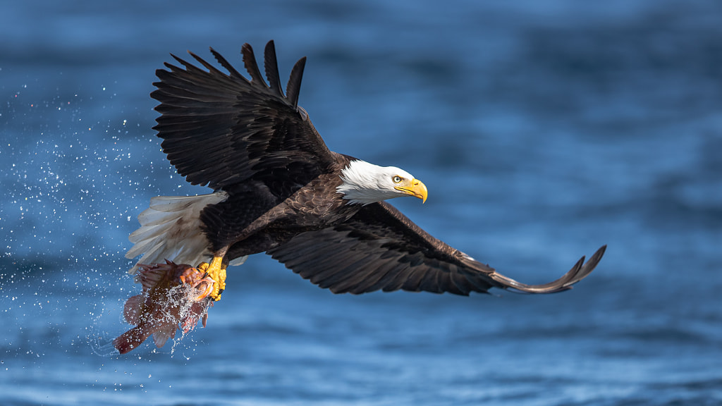 Dinner Secured  by viktor davare on 500px.com