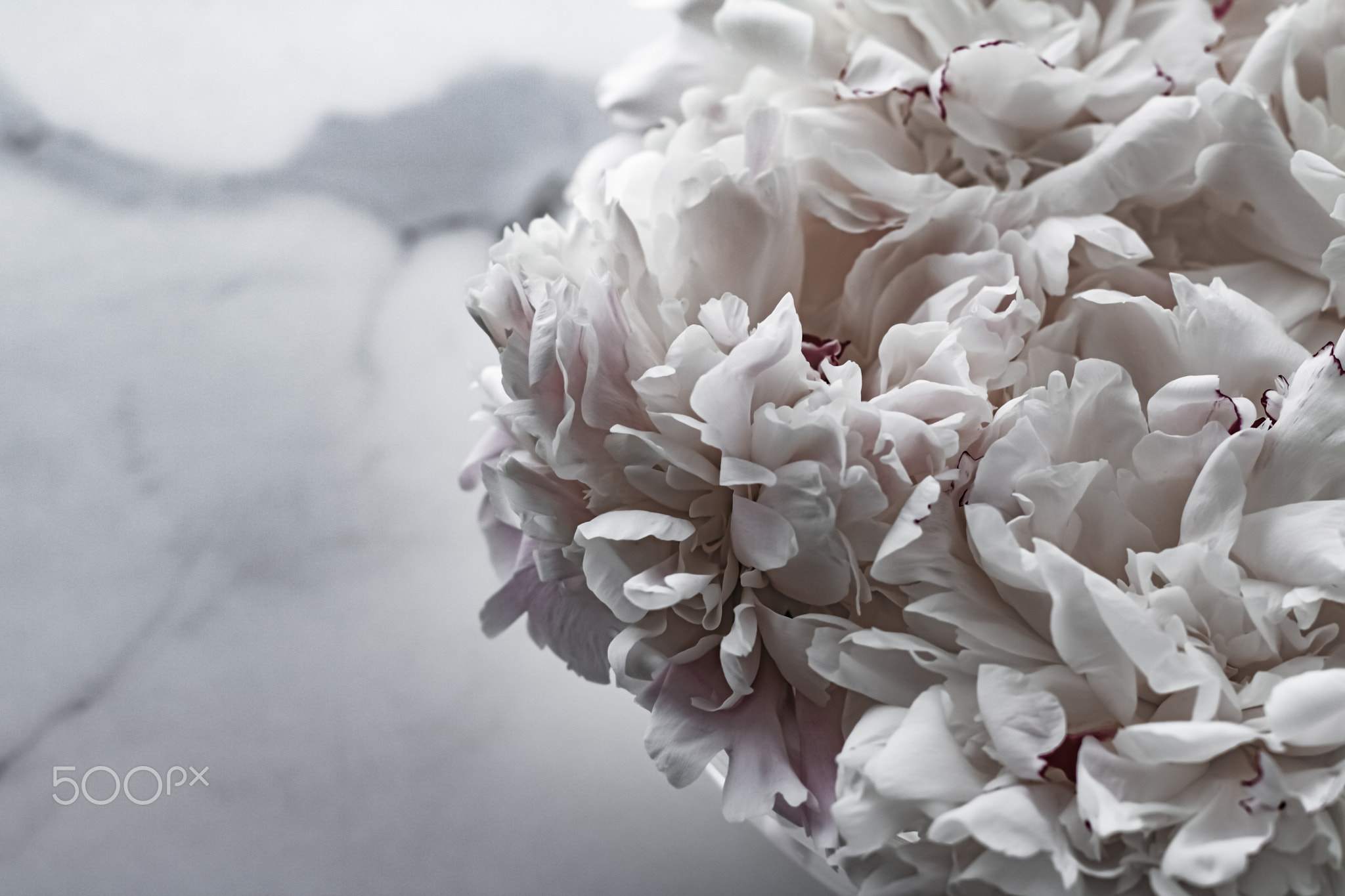 Bouquet of peony flowers as luxury floral background, wedding