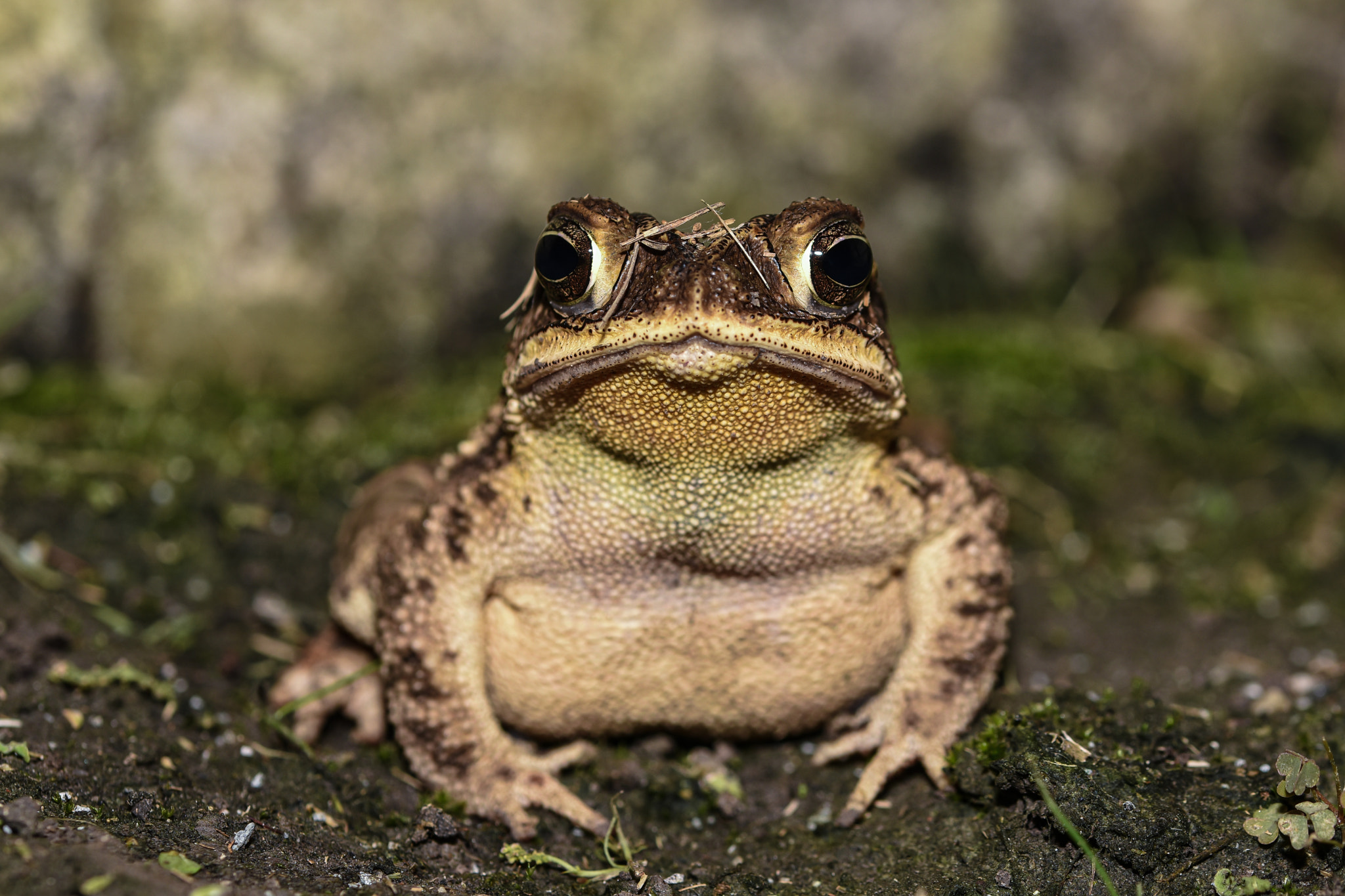 Close-up of a Southern Toad