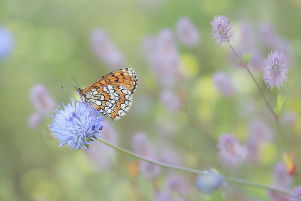 Nice day... by NINES Salvador on 500px.com