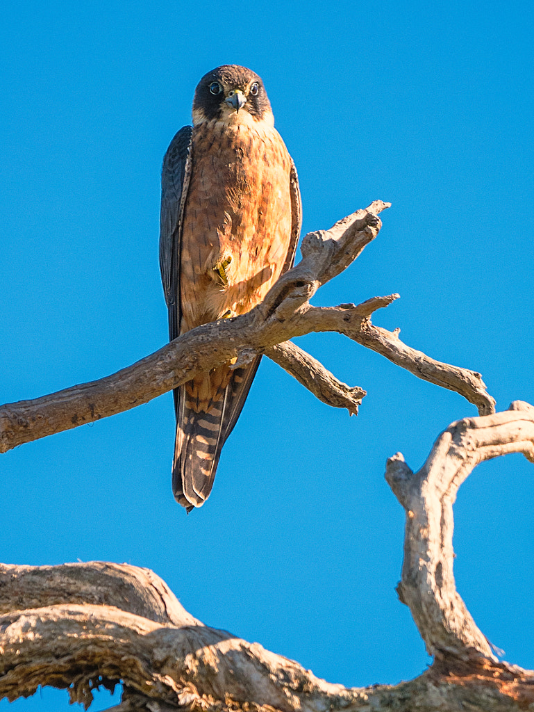Australian Hobby by Paul Amyes on 500px.com