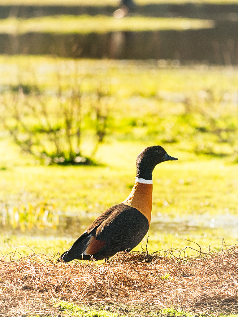 Australian Shelduck by Paul Amyes on 500px.com