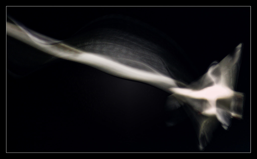 Gullwing II by Justin B. on 500px.com
