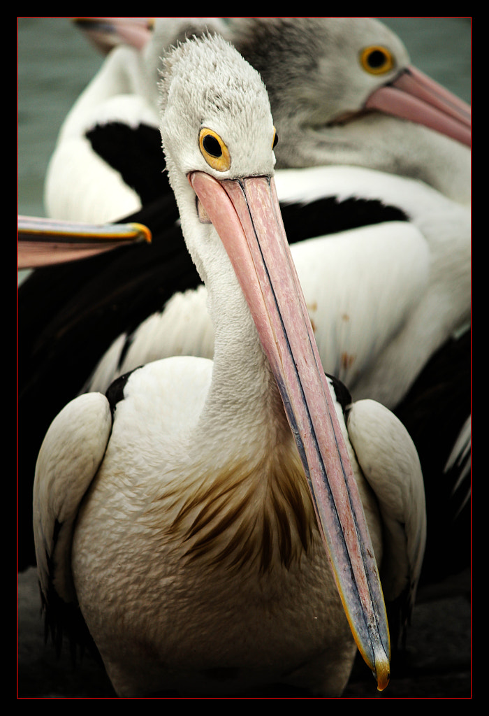 Pelican XXXI by Justin B. on 500px.com