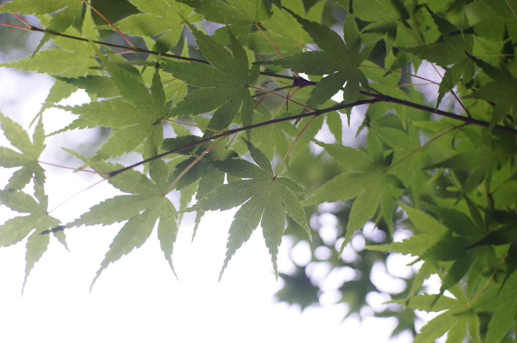 青紅葉 by Kikuchi Koya on 500px.com