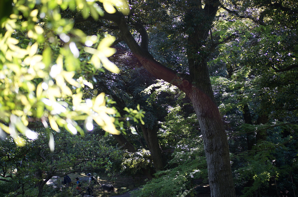 こぼれ日 by Kikuchi Koya on 500px.com