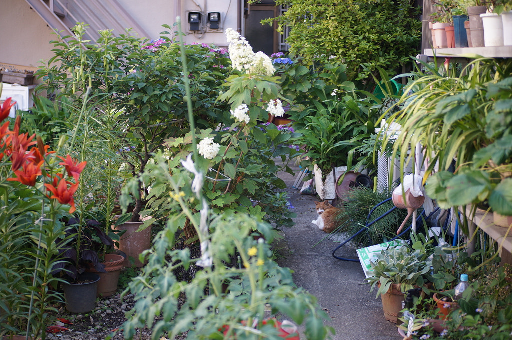 小道野良猫 by Kikuchi Koya on 500px.com