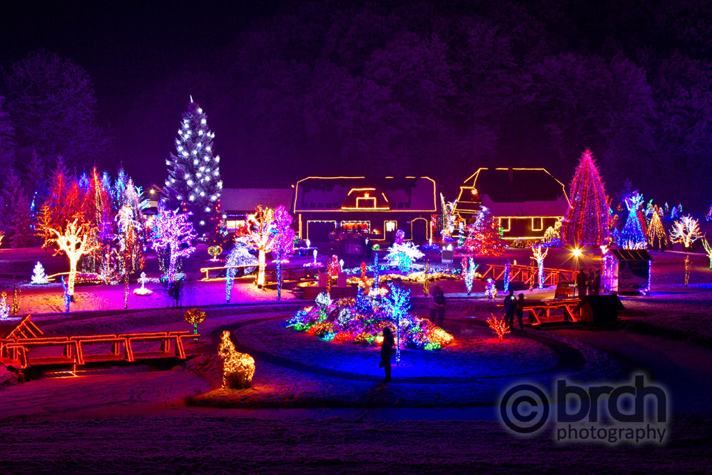 Christmas fantasy - trees and houses in lights