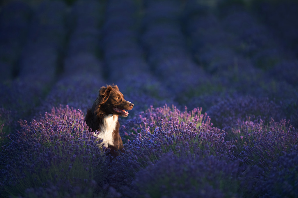 Sunrise on lavender field by Iza ?yso? on 500px.com