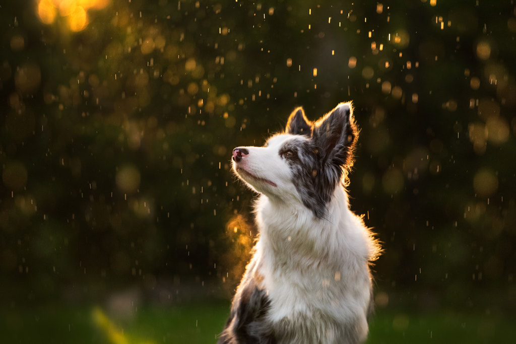 Rainy day by Iza Łysoń on 500px.com