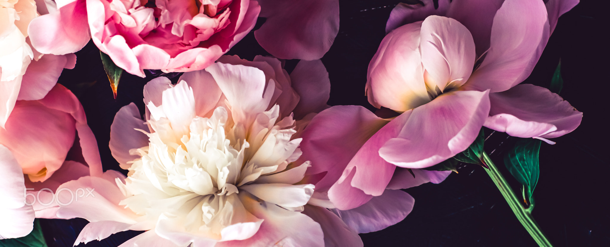 Pink peony flowers as floral art background, botanical flatlay and