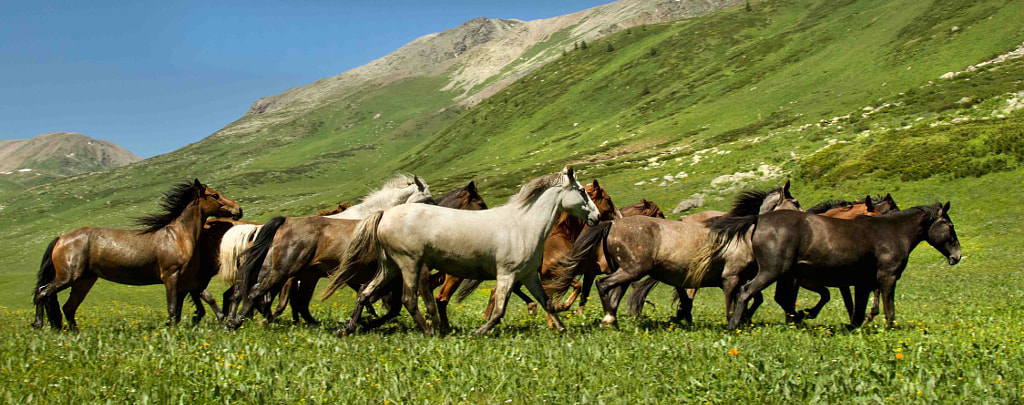 Beautiful Horses by Karina on 500px.com