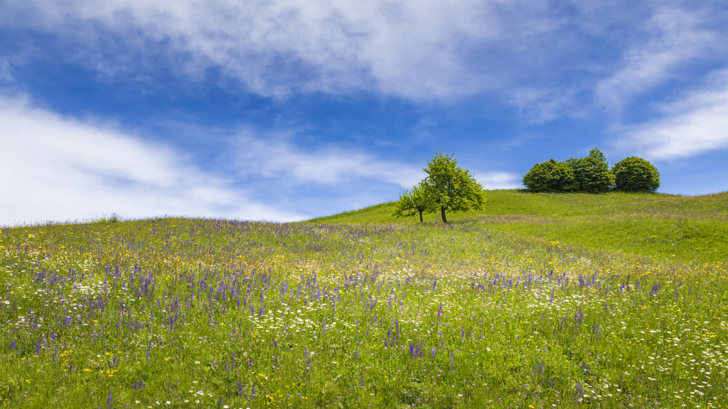 Springtime Grass Fields by Jure Batagelj on 500px.com