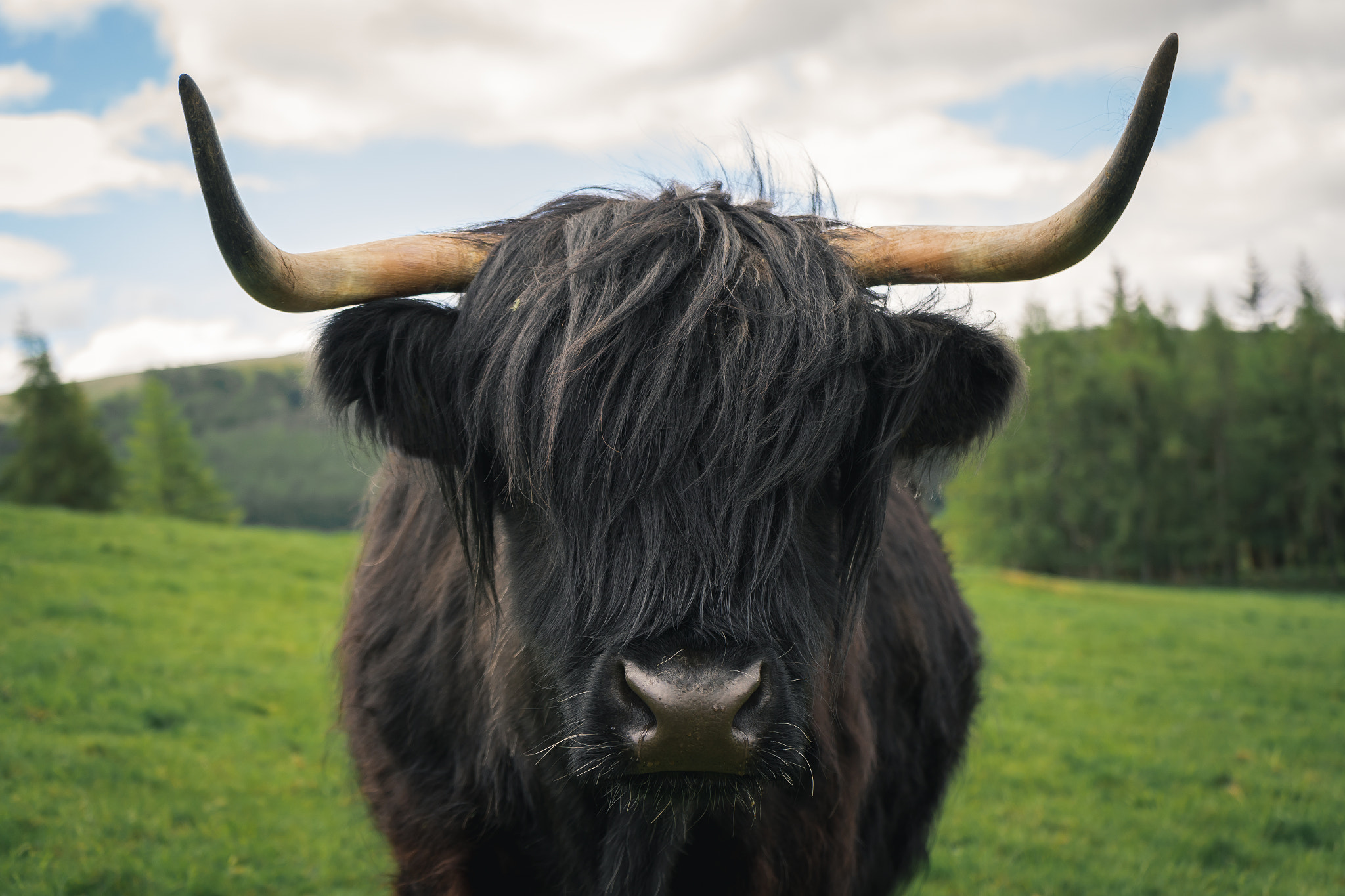 A curious highland cow.