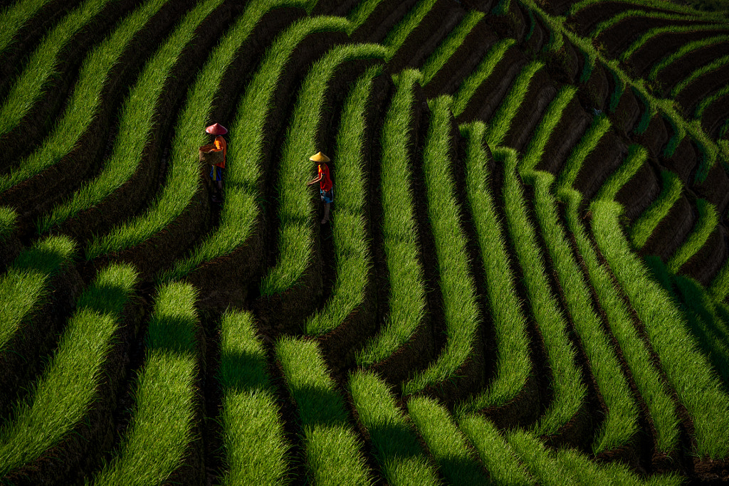 Kebun Bawang ( Shallot Plantation ) by Teh Han Lin on 500px.com