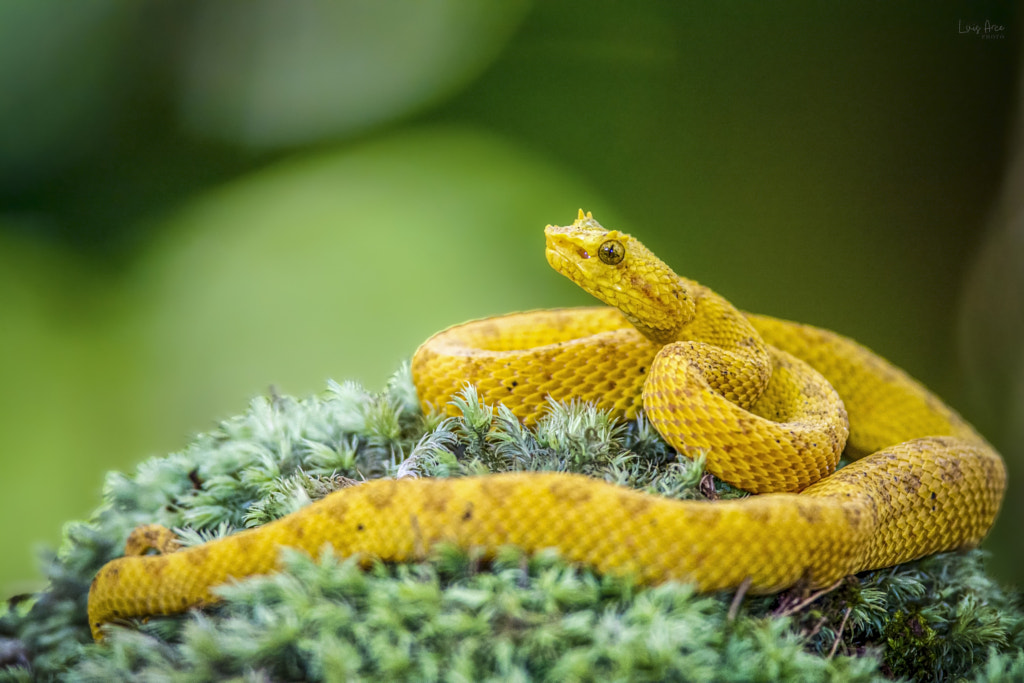 Facts About Snakes For Kids 