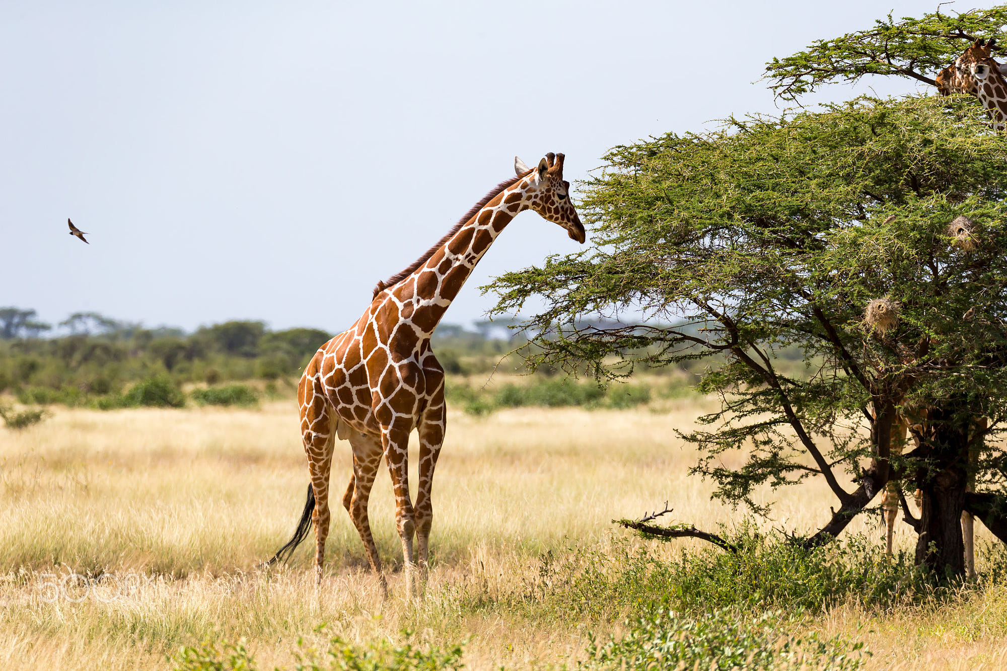 Giraffes in the savannah of Kenya with many trees and bushes: Giraffes in the savannah with many trees and bushes in the background