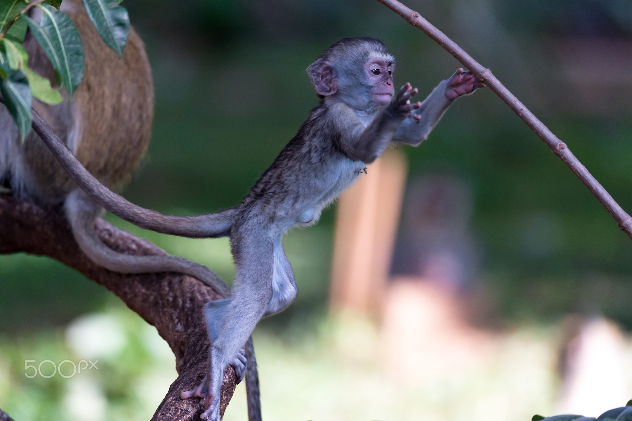 A monkey climbs around on a branch by Eugen Haag | 500px