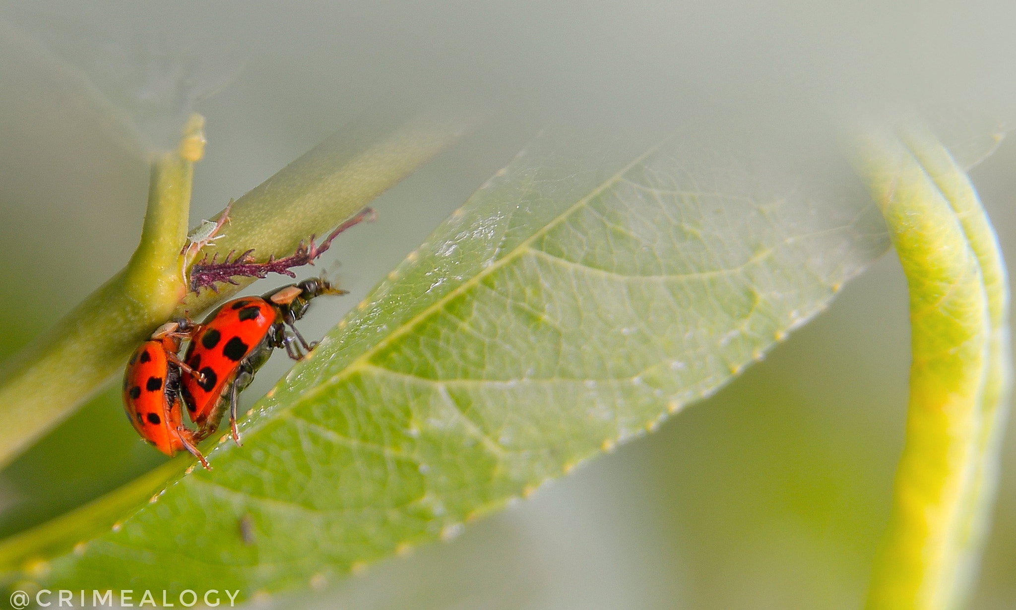 Ladybugsporno...