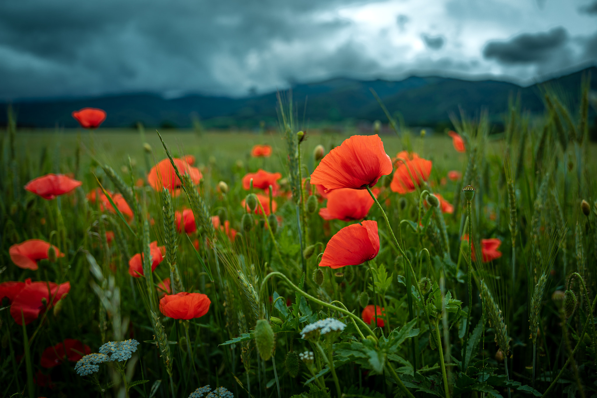 Mohn (Papaver)