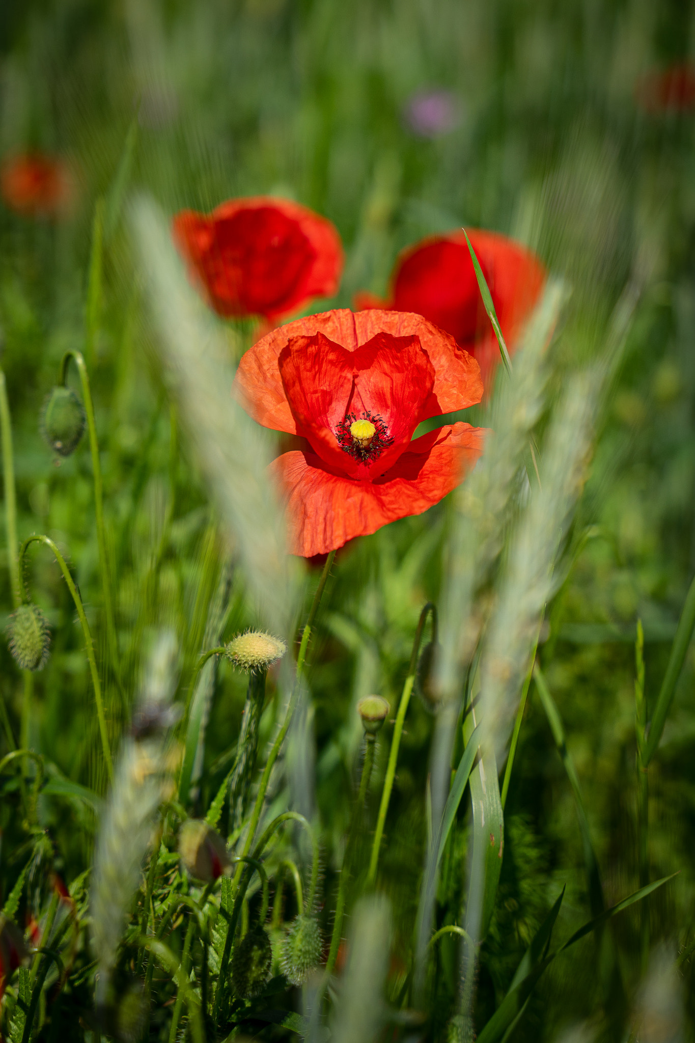 Mohn (Papaver)