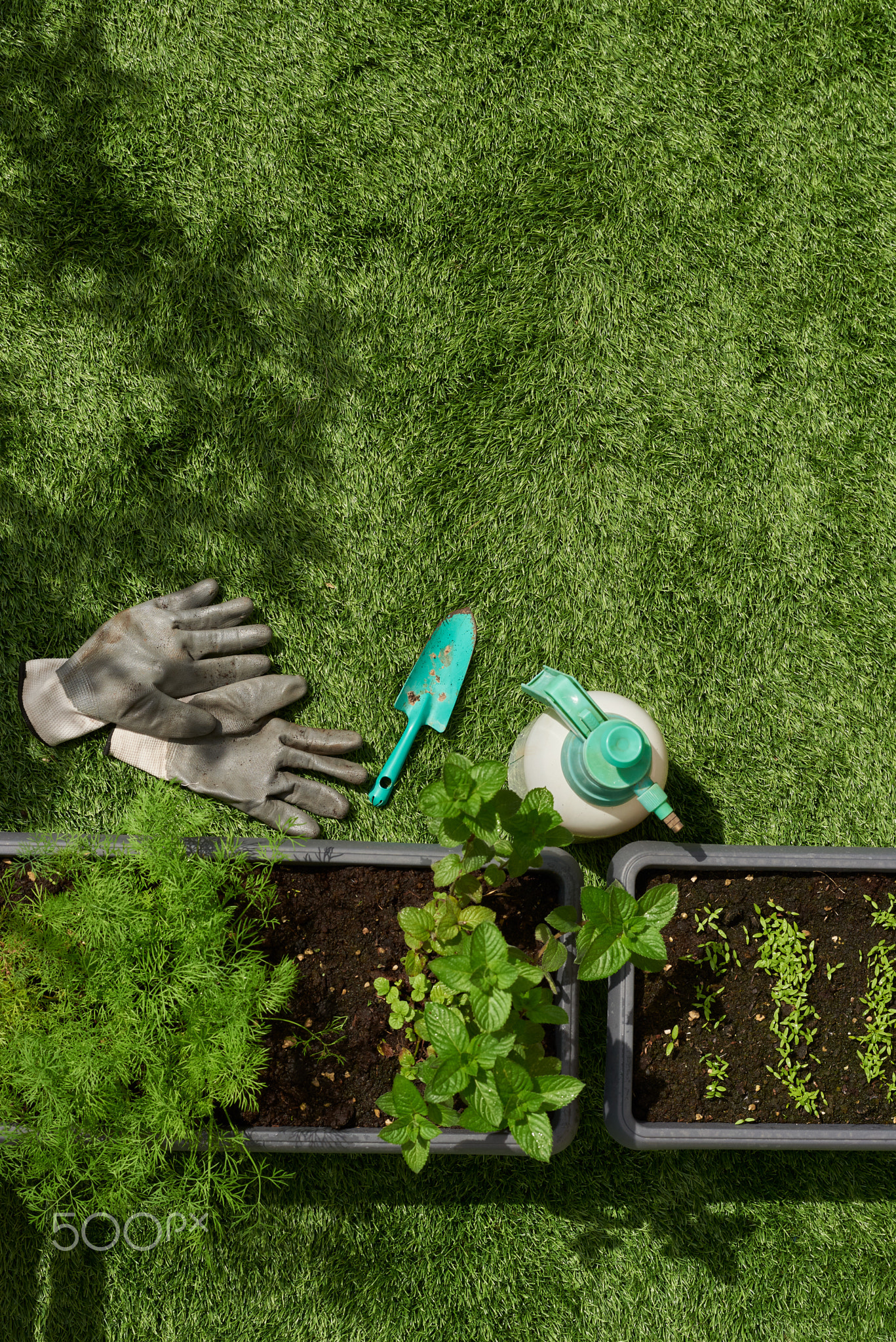 Home gardening, growing herbs in pot at the backyard