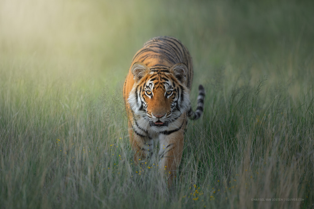 Touched by the light by Marsel van Oosten on 500px.com