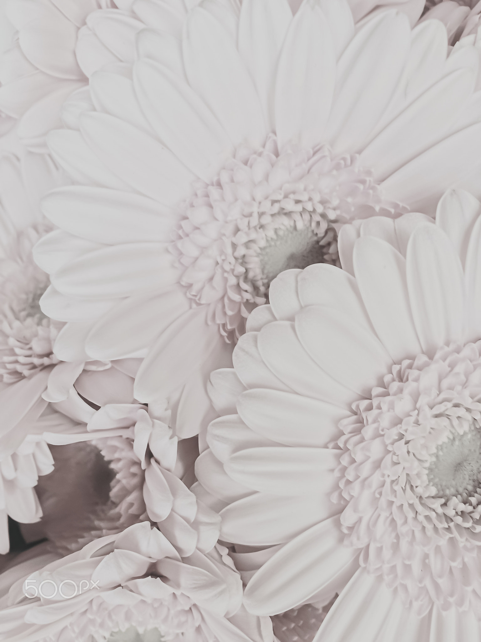 White peony flower as abstract floral background for holiday branding