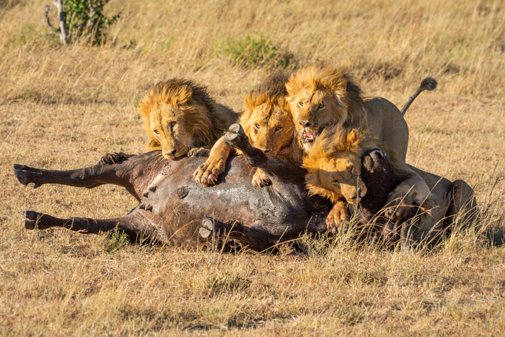 Four male lions feed on buffalo where do lions live: What do African lions eat?