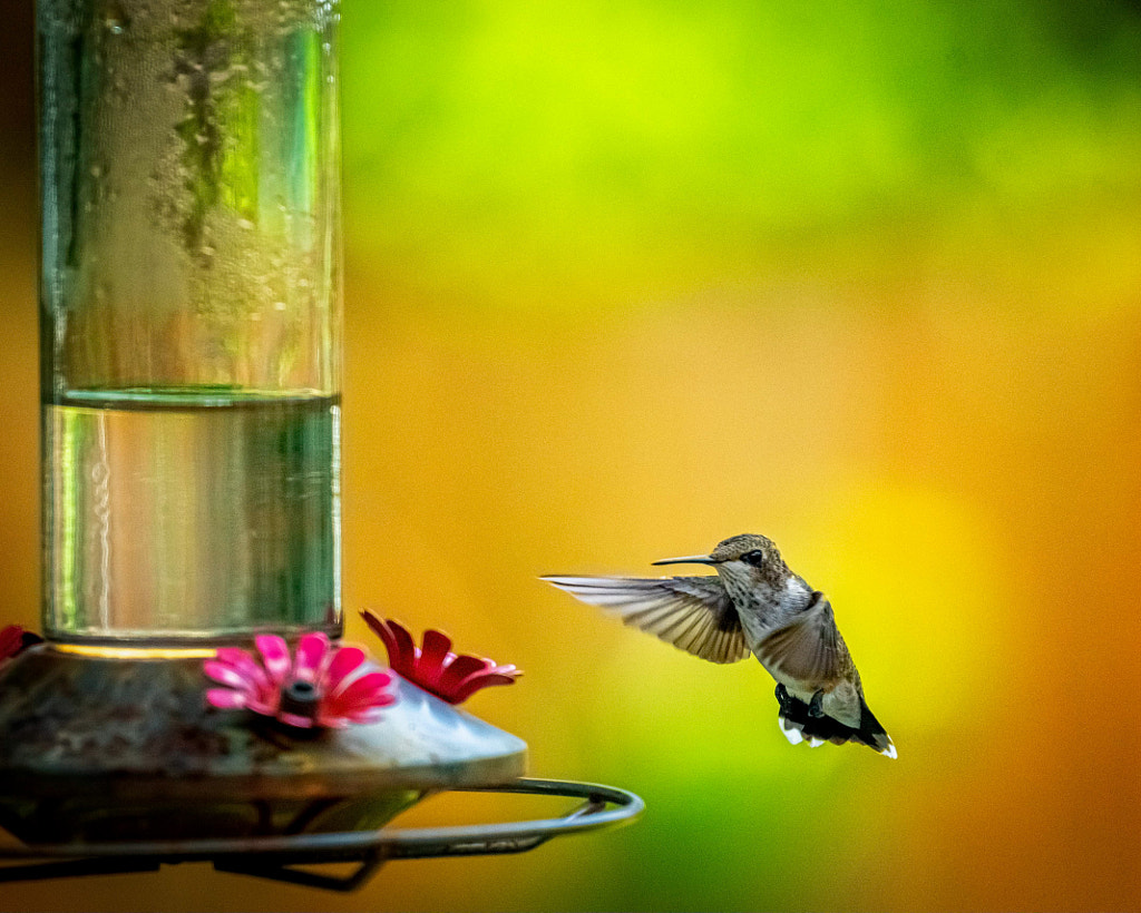 Hummingbird Bokeh by Peter B. Nyren on 500px.com