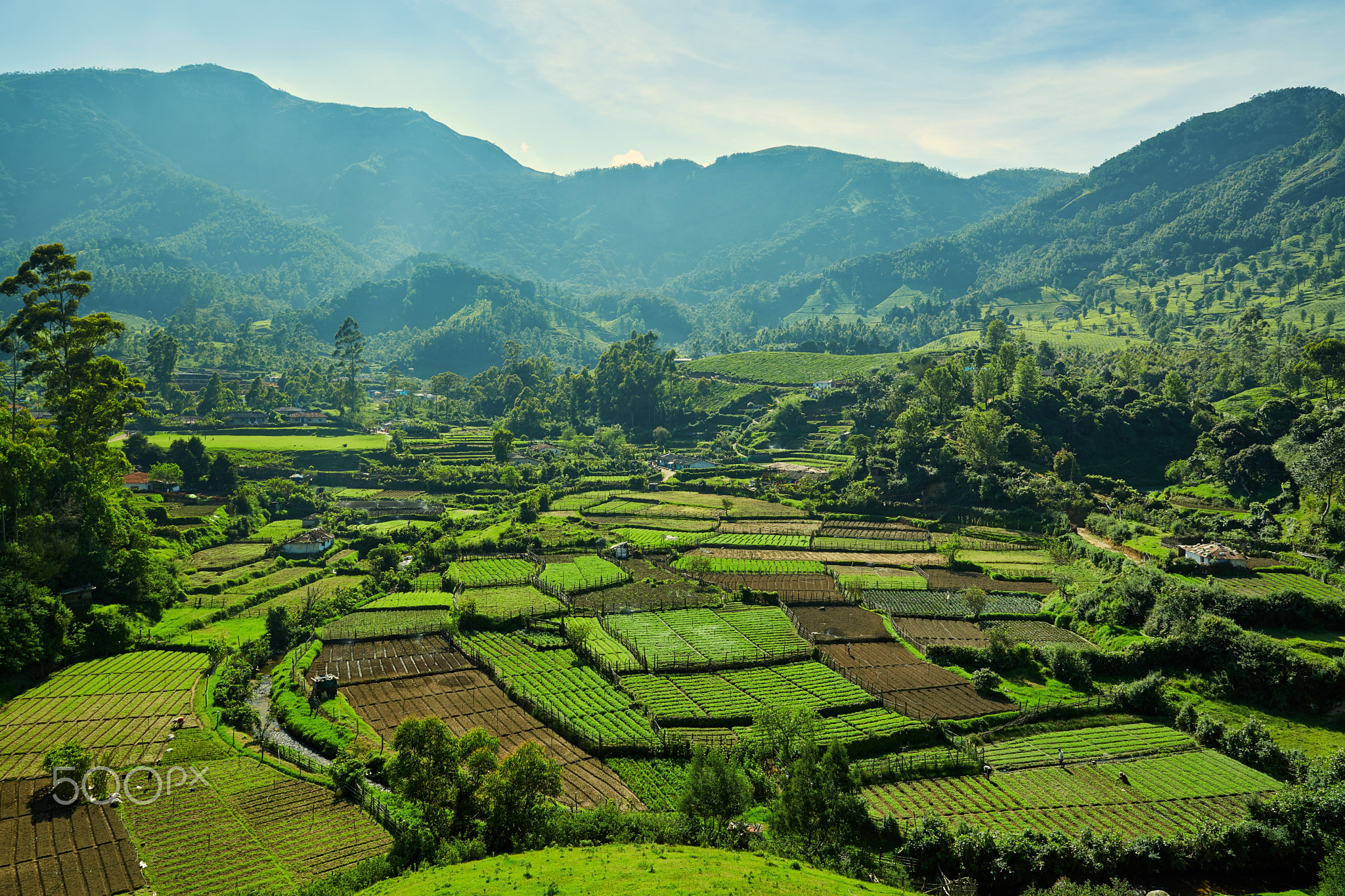 Munnar landscape, Kerala, India. December 2019
