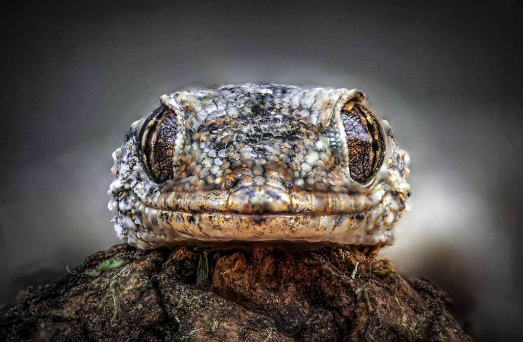 Tarentola mauritanica (Gekkota) close up by Arnau  Bolet on 500px.com