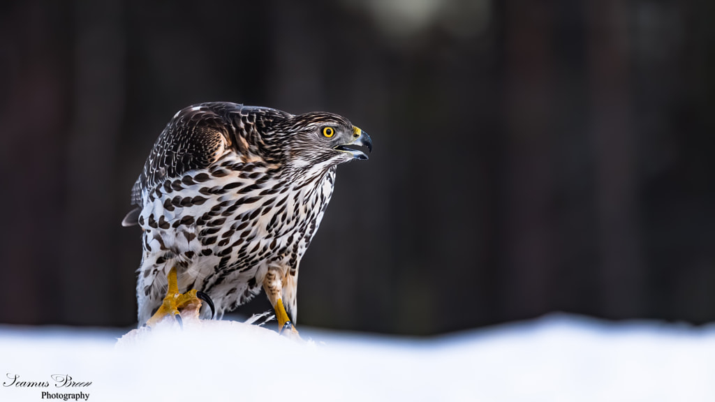 Goshawk The Call of the Wild by Shey (Seamus) Breen on 500px.com