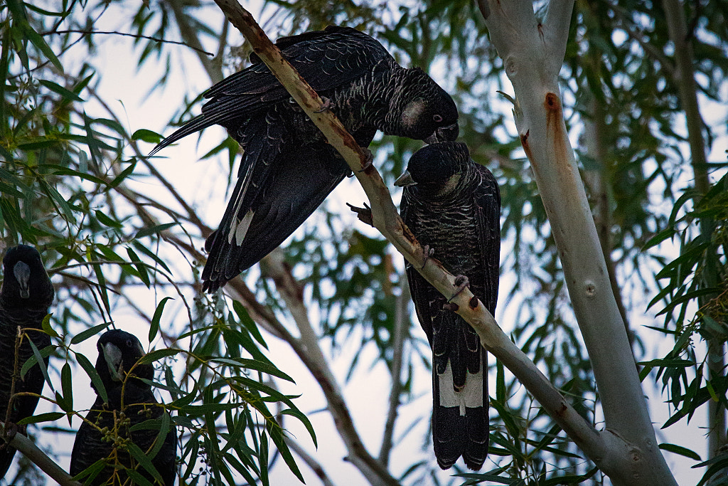 Carnaby's Black-cockatoos, by Paul Amyes on 500px.com