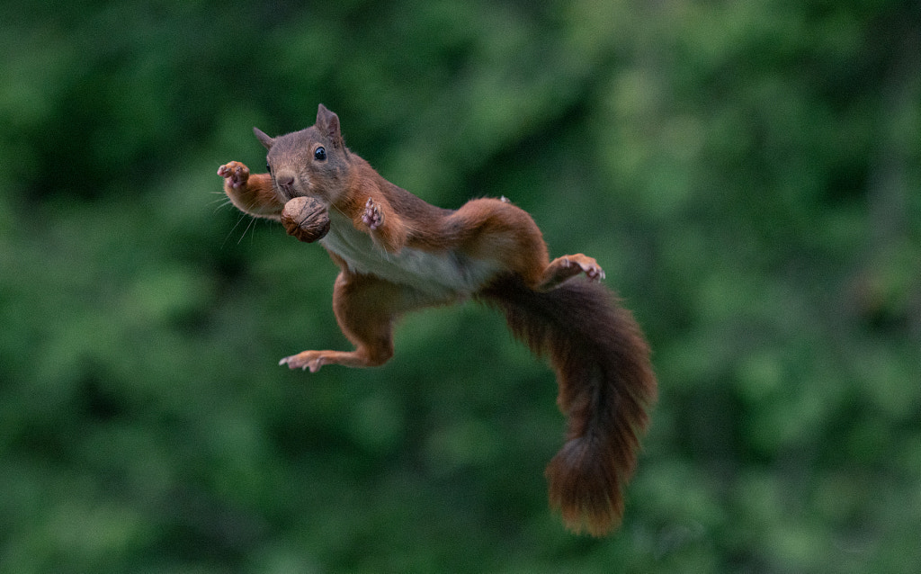 Karate Squirrel  by Niki Colemont on 500px.com