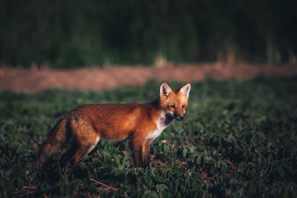 Red Fox Kit by Seth Macey on 500px.com