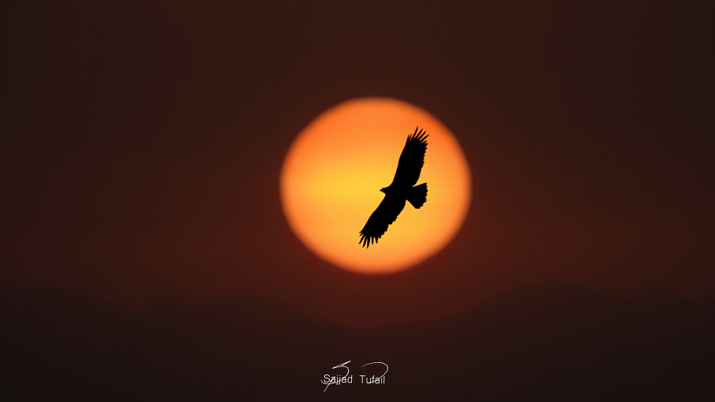 Rising Sun & Eagle above Himalayas 

 by Sajjad Tufail on 500px.com