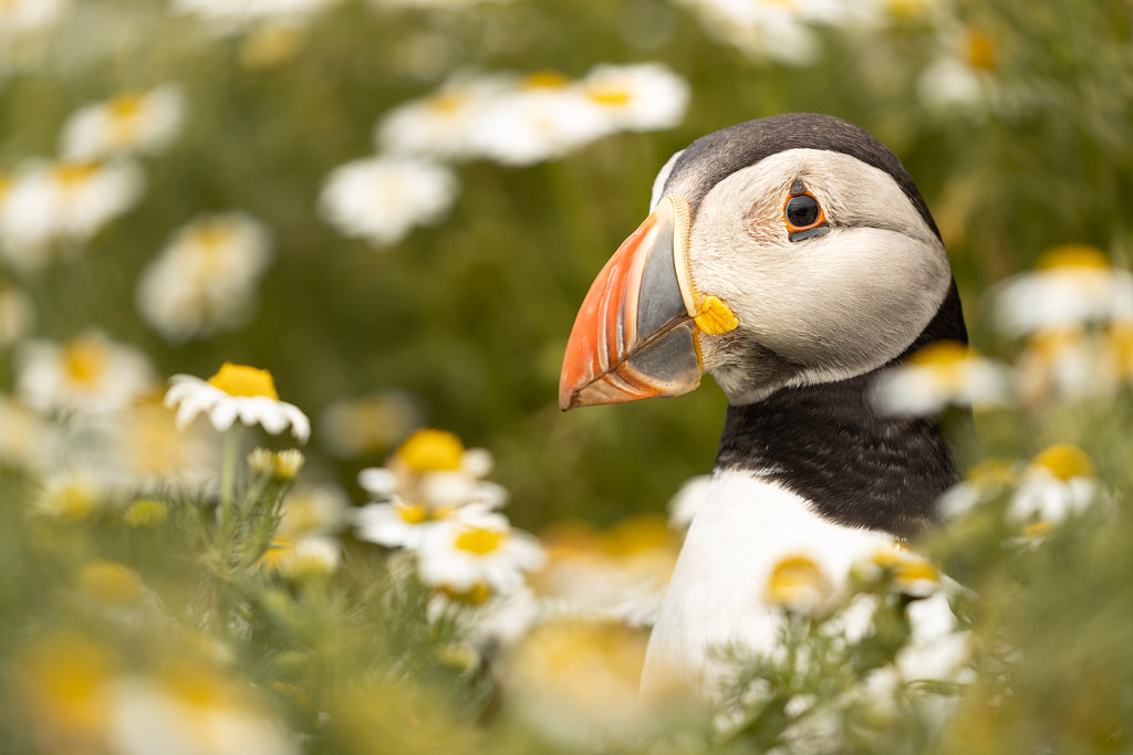 Puffin headshot framed with daisy type mayweed flowers.   by Laura Galbraith on 500px.com