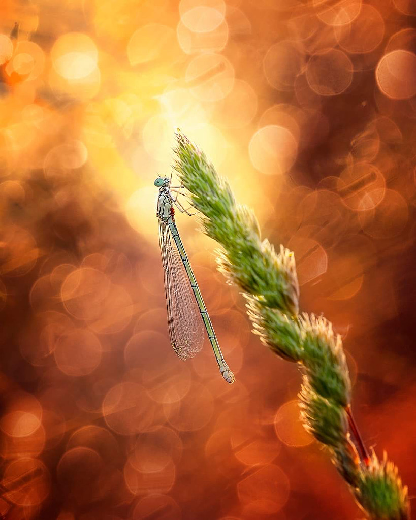 Damselfly golden hour by jongsma26 on 500px.com