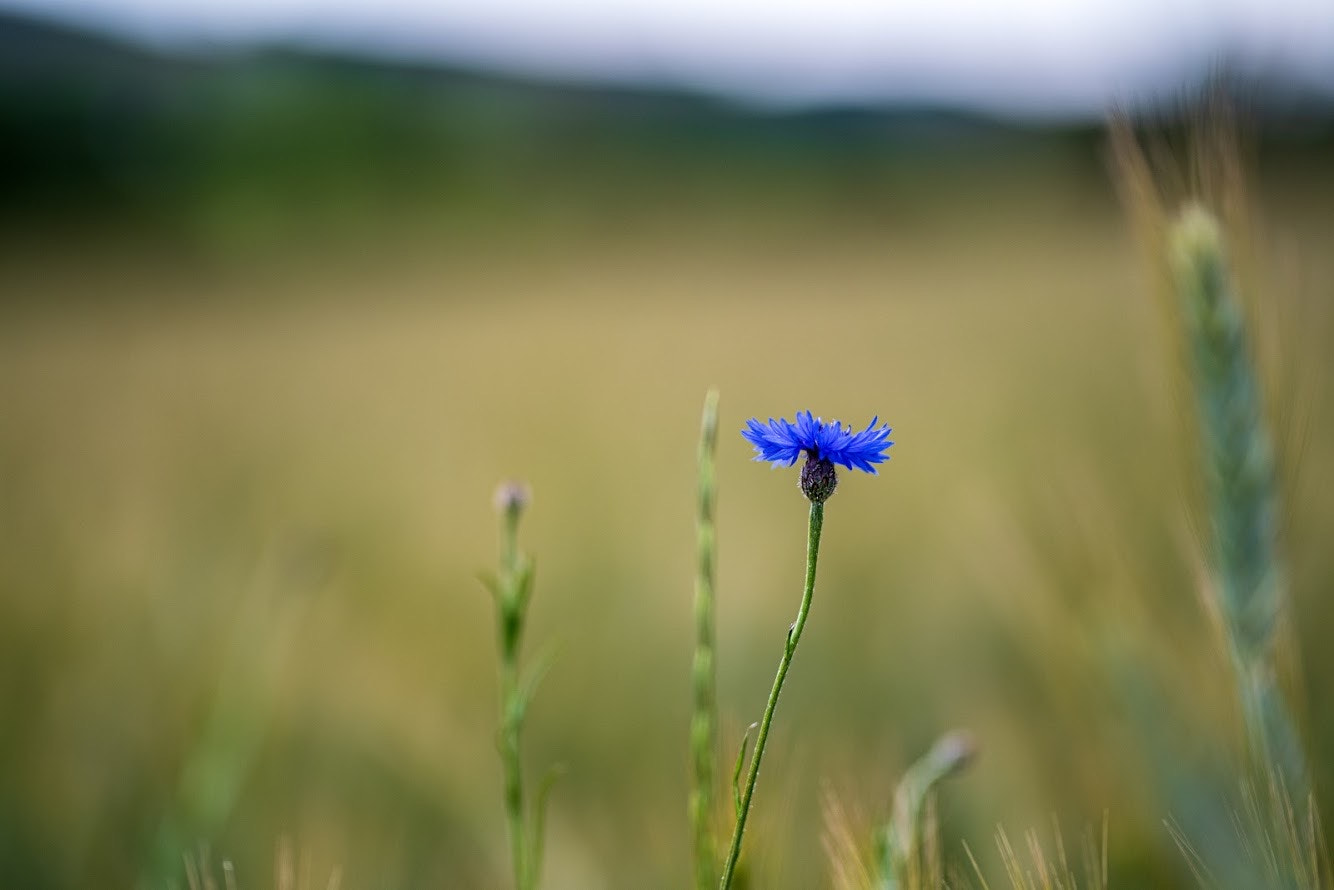 Wilhelm Wolfmayr Wolfmayrw Profile 500px