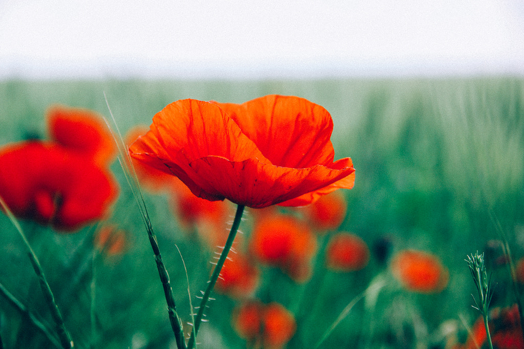 Wild red poppies by Alyona Chernyakhova on 500px.com