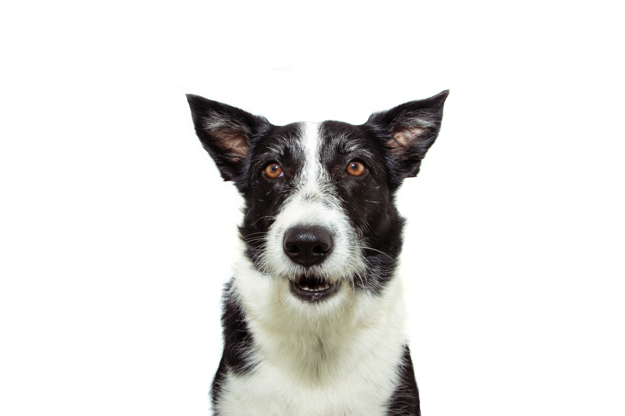 Attentive border collie dog. Isolated on white background.