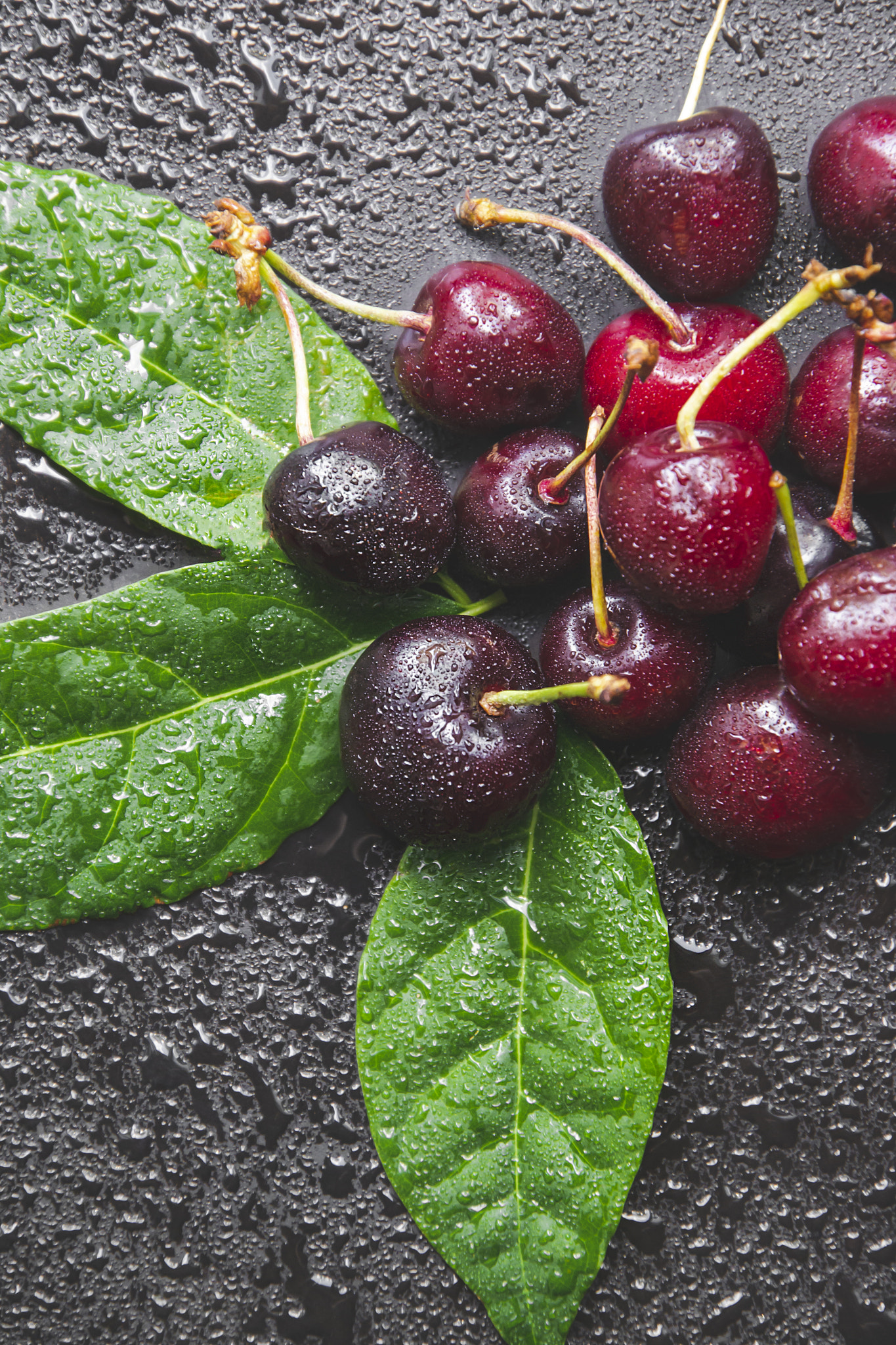 Red cherries with water drops