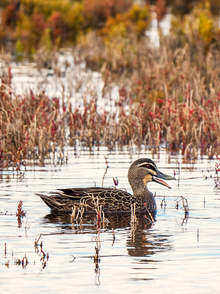 Pacific Black Duck by Paul Amyes on 500px.com