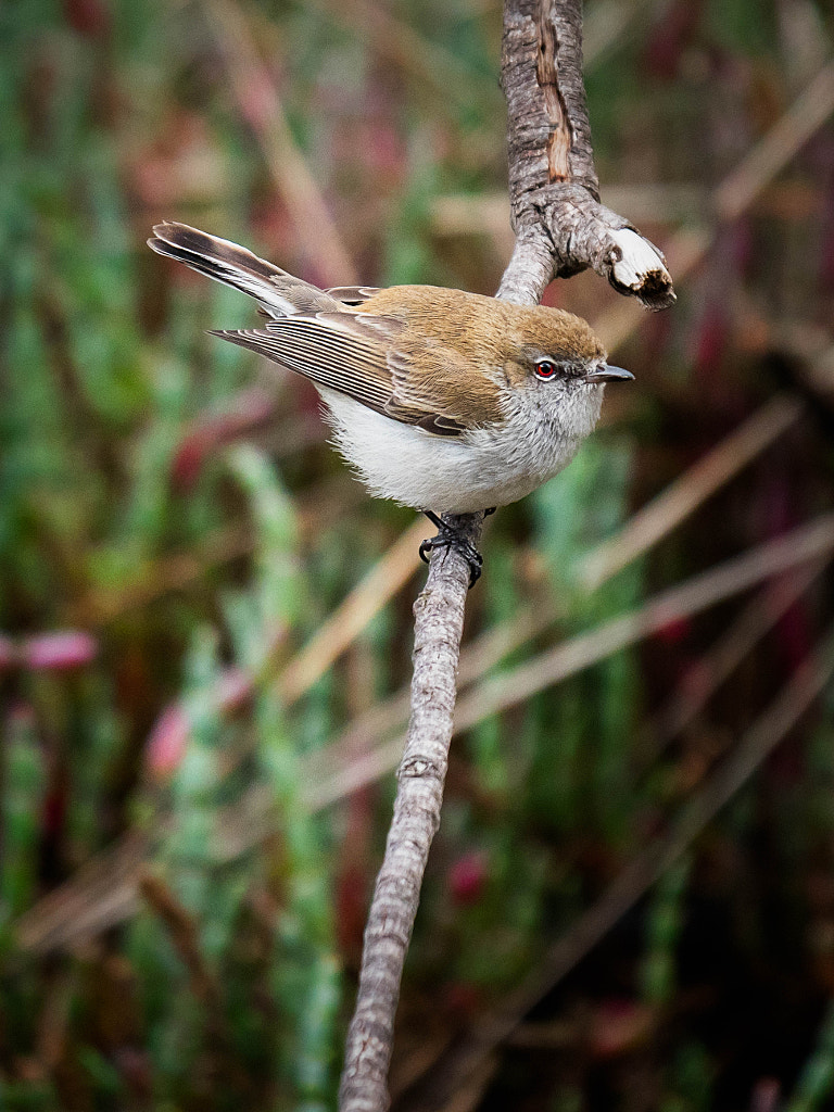 Western Gerygone by Paul Amyes on 500px.com