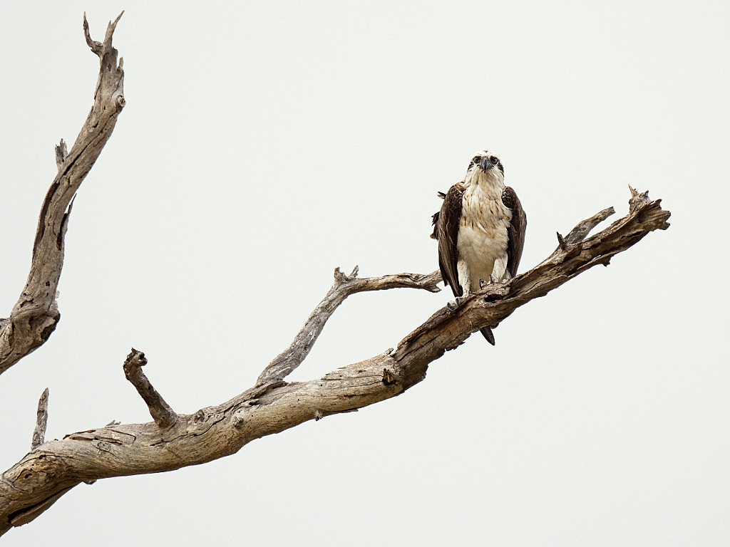 Eastern Osprey by Paul Amyes on 500px.com