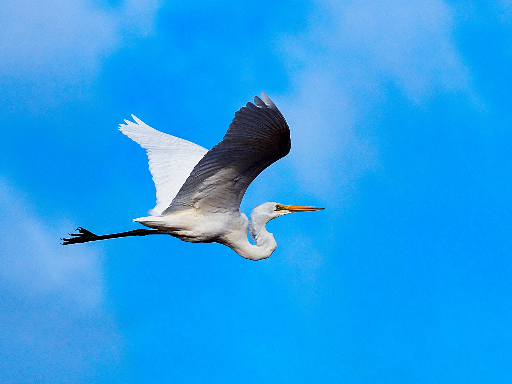 Great Egret In Flight by Paul Amyes on 500px.com