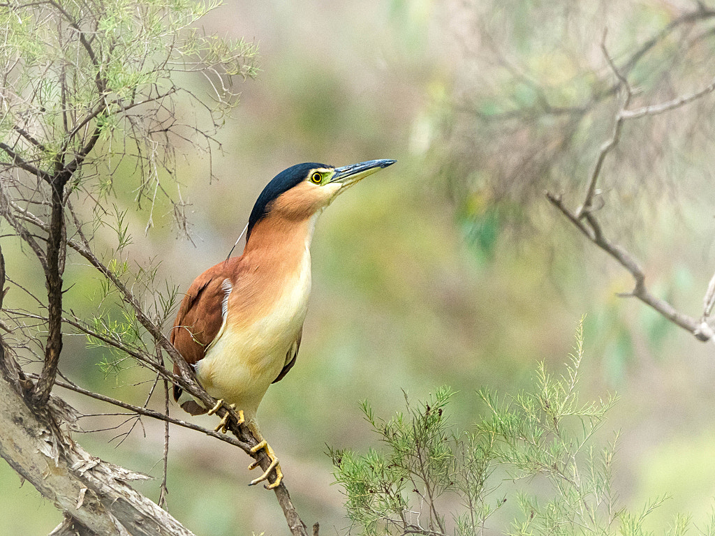 Nankeen Night Heron by Paul Amyes on 500px.com