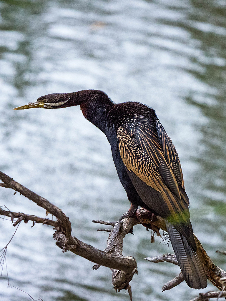Australian Darter by Paul Amyes on 500px.com